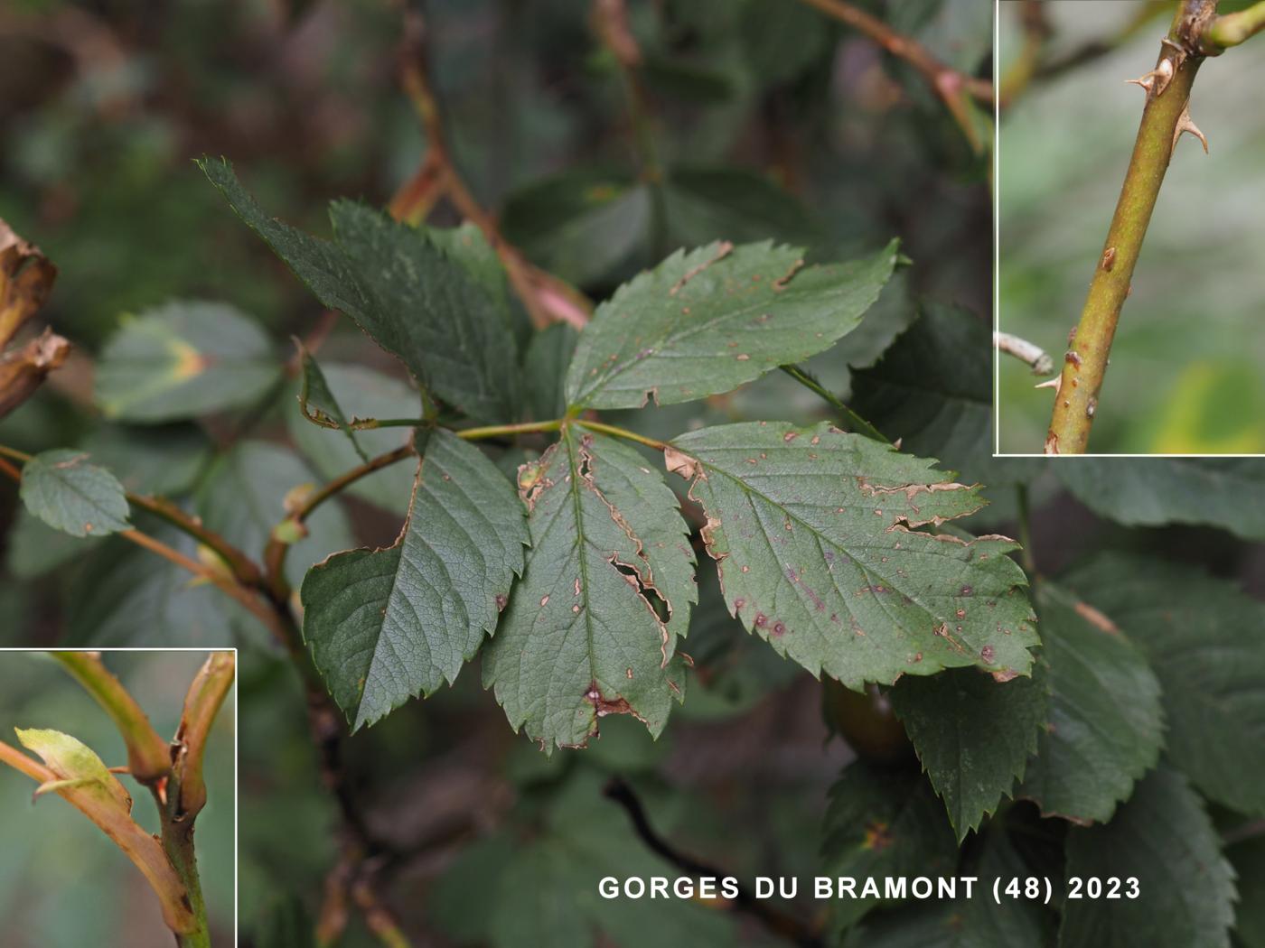 Rose, Red-leaved leaf